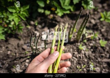 Asperges pousses dans les mains d'un fermier sur le jardin. Pousses d'asperges vertes fraîches. Photographie alimentaire Banque D'Images