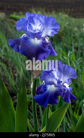 iris bleu violet, fleurs gros plan, détails sur un arrière-plan flou Banque D'Images
