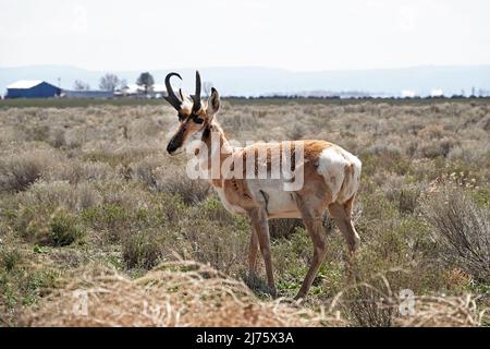 Un petit troupeau d'antilopes à pronglores américains, Antilocapra americana, dans la prairie ouverte du centre de l'Oregon, près de la petite communauté de fort Rock, en Oregon Banque D'Images