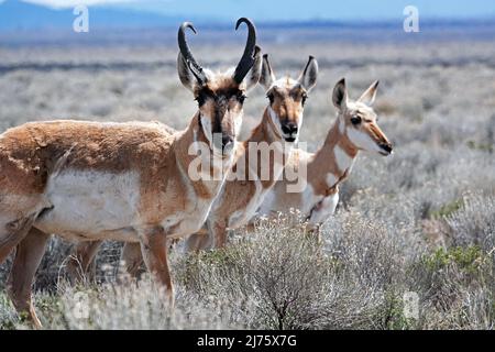 Un petit troupeau d'antilopes à pronglores américains, Antilocapra americana, dans la prairie ouverte du centre de l'Oregon, près de la petite communauté de fort Rock, en Oregon Banque D'Images