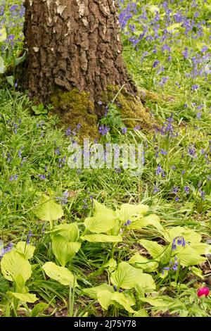 Paysage intime avec Bluebells et Hosta Honeybells, plantain de litis 'Honeybells', base de l'arbre ancrage le portrait de plante de printemps Banque D'Images