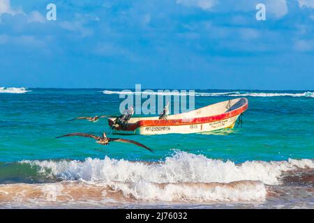 Tulum Mexique 02. Février 2022 oiseaux pélicans à l'étonnante et belle côte des caraïbes et vue panoramique sur la plage avec des vagues d'eau turquoise et des bateaux de Banque D'Images