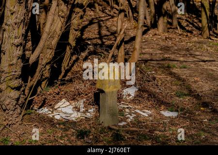 Déchets illégaux déversés dans la forêt en Allemagne Banque D'Images