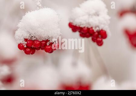 Baie rouge, fruit de la betterave à clôture à fruits rouges (Bryonia dioica) dans la neige et la glace . Les fruits rouges brillent dans la neige. Banque D'Images