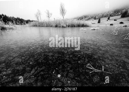 Glace et givre sur la rive de Geroldsee / Wagenbrüchsee à Werdenfelserland dans les Alpes bavaroises près de Garmisch-Partenkirchen. Au premier plan un roseau cassé avec du givre et en arrière-plan une petite île de roseau avec quelques jeunes bouleaux. Banque D'Images