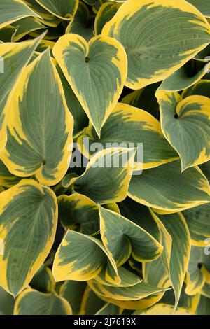 Portrait semi-abstrait de plantes en gros plan de Hosta 'First Frost', plantain de lis 'First Frost' frappant le feuillage Banque D'Images