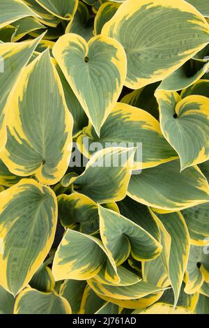 Portrait semi-abstrait de plantes en gros plan de Hosta 'First Frost', plantain de lis 'First Frost' frappant le feuillage Banque D'Images