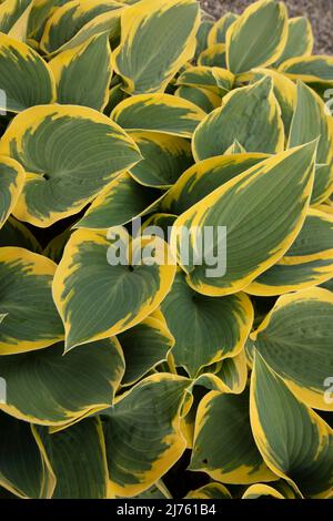 Portrait semi-abstrait de plantes en gros plan de Hosta 'First Frost', plantain de lis 'First Frost' frappant le feuillage Banque D'Images
