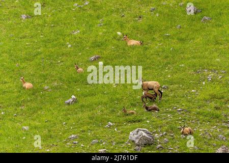 Un groupe de chamois sur un pré vert sur la montagne. Banque D'Images