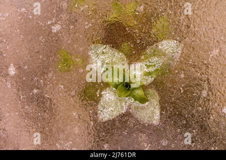 Menthe de ruisseau ou menthe d'eau (Mentha aquatica) congelée dans la glace d'un petit ruisseau de la rivière Isar. Banque D'Images