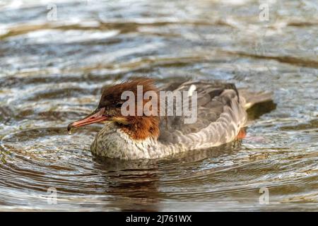 Portrait de Goosander Banque D'Images