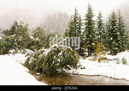 Le Rissbach dans l'Engtal au Großer Ahornboden dans le Tyrol dans la première neige de l'année avec des flocons de neige Banque D'Images
