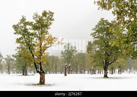 Le début de l'hiver à la grande terre d'érable dans l'Engtal, Karwendel / Tyrol, alors que le feuillage des érables n'est que légèrement coloré, la neige dense est déjà en train de tomber. Banque D'Images