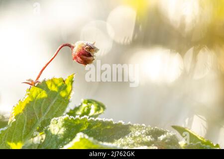 Cloche de la prairie en givre, la fleur de cette belle plante est recouverte d'une couche douce de glace, réflexions de lumière dans le fond en raison de la lumière réfléchie par la glace Banque D'Images