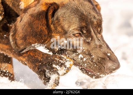 Hanover Hound Emma chews sur un bâton dans la neige Banque D'Images