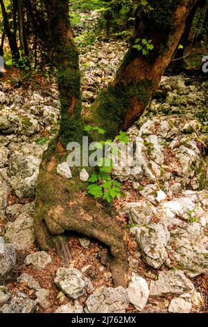 Une face d'arbre avec des yeux en pierre au pied d'un vieux érable dans les Alpes Banque D'Images