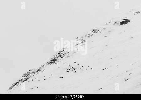 Un paquet de chamois avec jeunes dans la neige profonde sur les pentes du Gamsjoch en hiver, au-dessus du Großer Ahornboden dans le Karwendel, Tyrol dans les Alpes autrichiennes. Banque D'Images