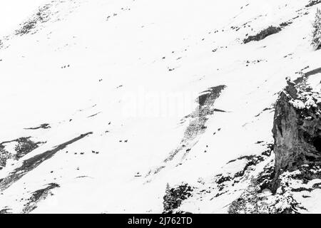 Un pack de chamois parsemé de jeunes dans la neige profonde sur les pentes du Gamsjoch en hiver, au-dessus du Großer Ahornboden dans le Karwendel, Tyrol dans les Alpes autrichiennes. Banque D'Images
