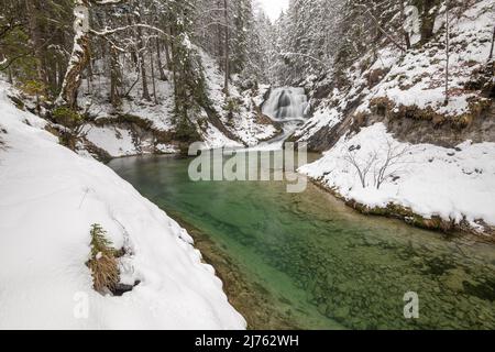 La Sachenfall sur l'Obernach entre Wallgau et Walchensee dans les Alpes bavaroises, lors de fortes chutes de neige en hiver. Son eau claire ajoute un fort accent de couleur. Banque D'Images