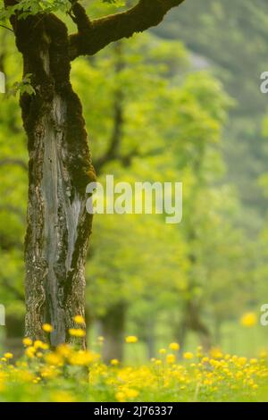 Les fleurs jaunes et le tronc d'un vieux érable dominent le tableau du Großer Ahornboden dans le parc naturel de Karwendel, dans le Tyrol, en Autriche Banque D'Images