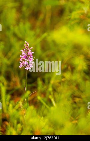 Orchidée feuillue à Forchet près de Hpointage, la dernière forêt de montagne restante dans la vallée de l'auberge. Banque D'Images