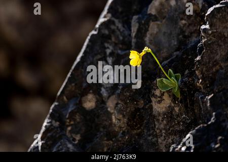 Primula auricula sur une face rocheuse abrupte à la lumière du soleil de printemps Banque D'Images