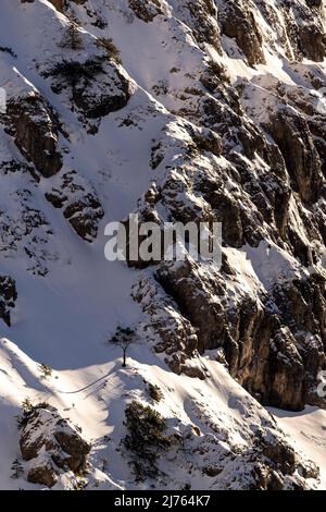 Un arbre se dresse dans la neige profonde sur un éperon rocheux des Alpes, le Karwendel près de Hinterriss dans le Tyrol et est éclairé par le soleil depuis le côté. La neige fraîche se trouve sur les rochers escarpés. Banque D'Images