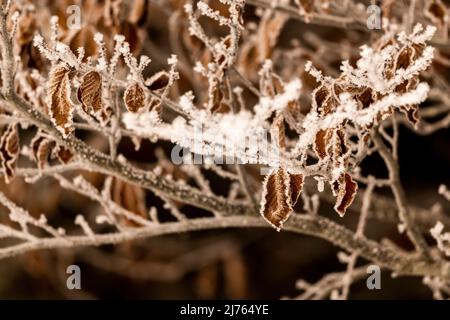 Feuilles d'un hêtre sur une branche recouverte de givre en hiver Banque D'Images