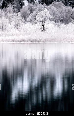 Le givre sur les arbres et les buissons dans la zone côtière du réservoir de Sylvenstein, se reflète dans l'eau du lac. Banque D'Images