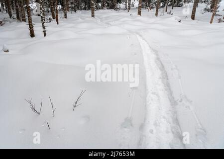 Pistes de raquettes dans la neige profonde en hiver dans un petit défrichement dans la forêt, seuls les troncs d'arbres sont visibles tout autour. Banque D'Images