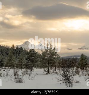 L'Isarauen, la plaine alluviale de l'Isar près de Wallgau à l'Isarsteg en hiver avec la neige et la douce lumière d'hiver du coucher du soleil. À Hinetrgrund, l'Arnspitze et une partie des montagnes Wetterstein en voile nuageux et en partie brouillard, au premier plan de petites buissons de saules. Banque D'Images