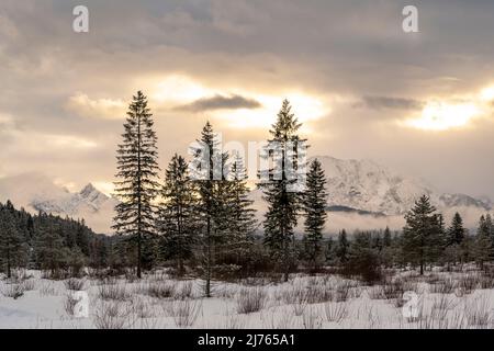 L'Isarauen, la plaine alluviale de l'Isar près de Wallgau à l'Isarsteg en hiver avec la neige et la douce lumière d'hiver du coucher du soleil. À Hinetrgrund, l'Arnspitze et une partie des montagnes Wetterstein en voile nuageux et en partie brouillard, au premier plan de petites buissons de saules. Banque D'Images