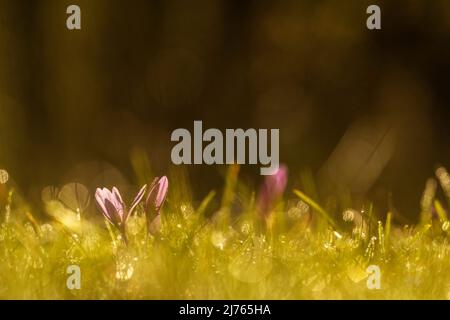 Fleur de crocus d'automne (Colchicum autumnale) rétroéclairé par le soleil avec des gouttes de rosée scintillantes sur un pré de montagne en automne Banque D'Images