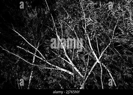 Plusieurs branches de bouleau avec feuillage brun parmi les fougères et l'herbe dans la forêt. Banque D'Images