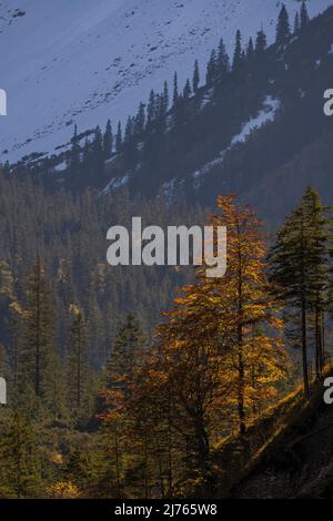 Un hêtre dans la forêt de conifères sur la pente de montagne au contre-jour du soleil, dans la forêt de fond et la première neige en automne à Karwendel, Johannistal. Banque D'Images