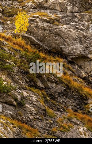 Un érable doré unique en automne sur une pente de roche abrupte dans le Karwendel, dans les Alpes tyroliennes. Banque D'Images