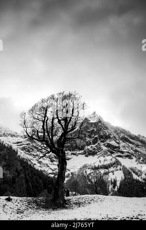 Une vieille érable sur le grand terrain d'érable dans le soi-disant Eng, près de Hinterriss / Tyrol avec les feuilles de l'automne dernier et le Spritzkarspitze dans le fond en noir et blanc avec de la neige fraîche. Banque D'Images