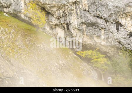 Arbre de Yew dans le brouillard sur une face rocheuse robuste dans le Karwendel près du grand Ahornboden. Banque D'Images