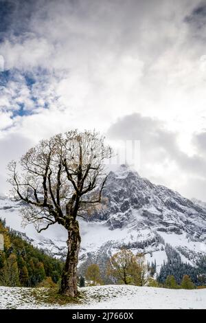 Un vieux érable frappant sur le grand terrain d'érable du Karwendel près de l'Engalm, avec le Spritzkarspitze en arrière-plan. Un peu de feuillage d'automne dernier est encore suspendu sur l'arbre, tandis que la première neige fraîche couvre le sol. Banque D'Images