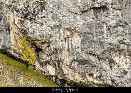 Arbre de Yew dans le brouillard sur une face rocheuse robuste dans le Karwendel près du grand Ahornboden. Banque D'Images