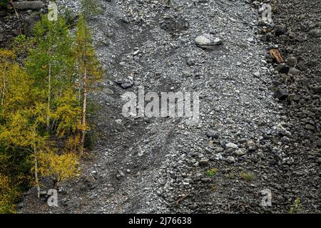 Les jeunes bouleaux brillent d'or sur une pente de criques, ou le gravier voyage dans le Karwendel en dessous du Sonnjoch à la grande Ahornboden près de Hinterriss, Tyrol / Autriche. Banque D'Images