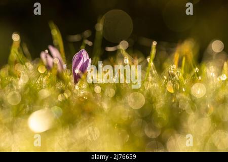 Fleur de crocus d'automne (Colchicum autumnale) rétroéclairé par le soleil avec des gouttes de rosée scintillantes sur un pré de montagne en automne Banque D'Images