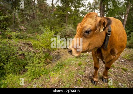 Une seule vache se trouve dans une petite clairière à Forchet, la dernière forêt de montagne restante dans la vallée de l'Inn. Banque D'Images