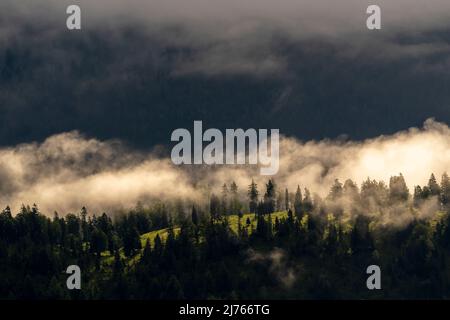 Brouillard et soleil sur la forêt de conifères sous le Guffert à Rofan, Tyrol. Une petite herbe verte claire de défrichement entre les arbres denses, tandis qu'une banque de brouillard se trouve au-dessus. Banque D'Images