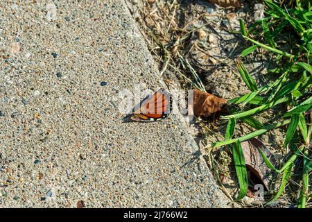 Une partie de l'aile d'un papillon monarque repose sur un trottoir. Banque D'Images