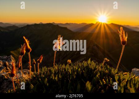 Grappes de fruits de la fleur alpine de pasque, également appelée cowbell alpine ou anémone alpine, au lever du soleil au sommet de la Mondscheinspitze à Karwendel. En arrière-plan une étoile du soleil du lever du soleil sur les Alpes, dans un ciel bleu vif. Banque D'Images