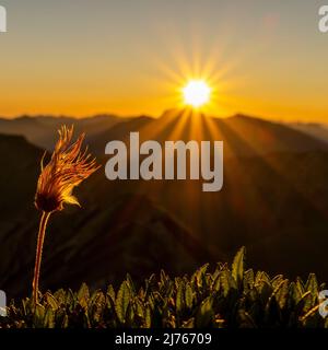 Grappes de fruits de la fleur alpine de pasque, également appelée cowbell alpine ou anémone alpine, au lever du soleil au sommet de la Mondscheinspitze à Karwendel. En arrière-plan une étoile du soleil du lever du soleil sur les Alpes, dans un ciel bleu vif. Banque D'Images