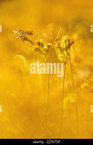 Un Accenteur alpin plonge une fleur de chardon dans le rétro-éclairage doré du soleil Banque D'Images