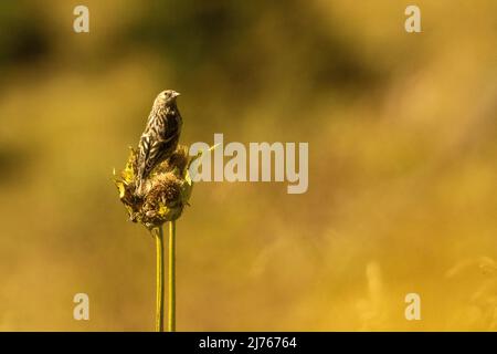 Un Accenteur alpin plonge une fleur de chardon dans le rétro-éclairage doré du soleil Banque D'Images