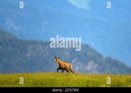 Étude de mouvement d'un chamois sur un pré de montagne dans les montagnes du Karwendel Banque D'Images